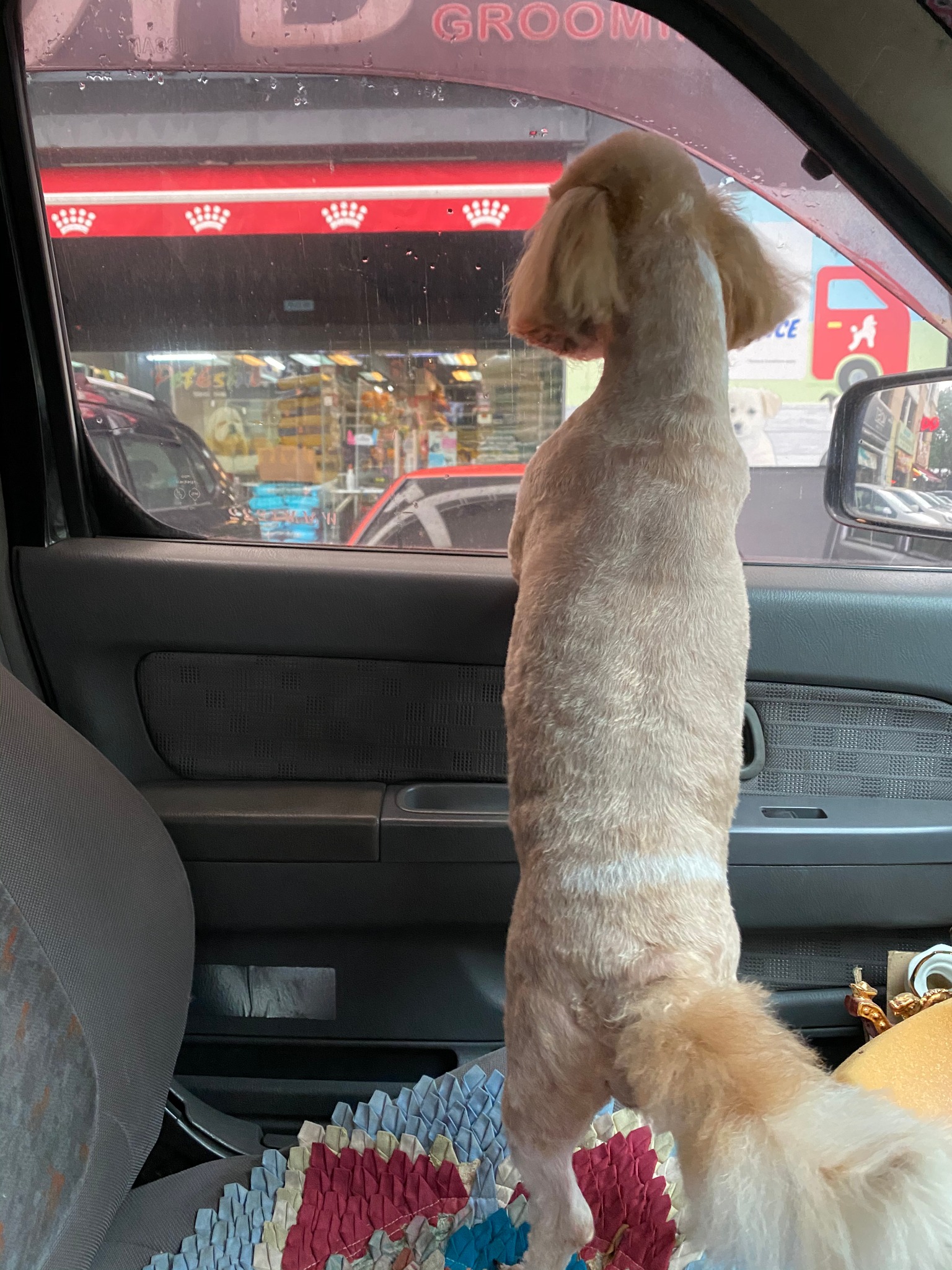 Alan 的狗狗 Ah Mou 在宠物店 Showroom